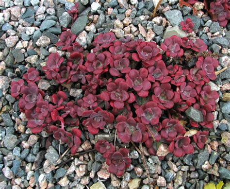 Sedum Spathulifolium Cape Blanco North American Rock Garden Society