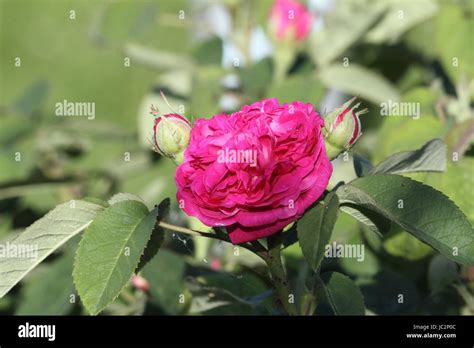rose de resht rose Stock Photo - Alamy