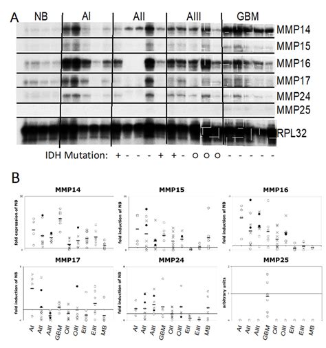 Gene Expression Of MT MMP14 15 16 17 24 And 25 In 67 Primary