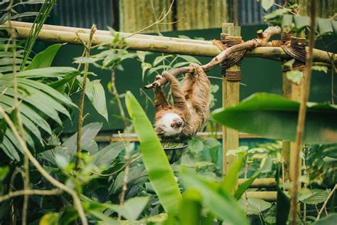 Monteverde Tours Ficus Lodge
