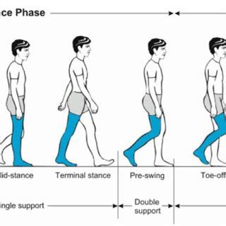 Illustration Of The Gait Cycle After Heel Strike During The Loading