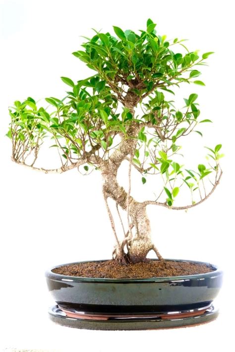 Large Ficus Bonsai Tree Spectacular Indoor Fig Bonsai For Sale