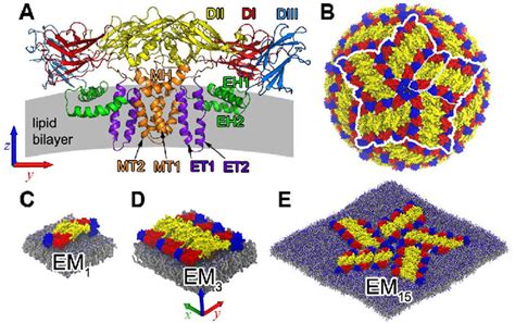 Envelope E And Membrane M Proteins Of The Dengue Virus DENV A