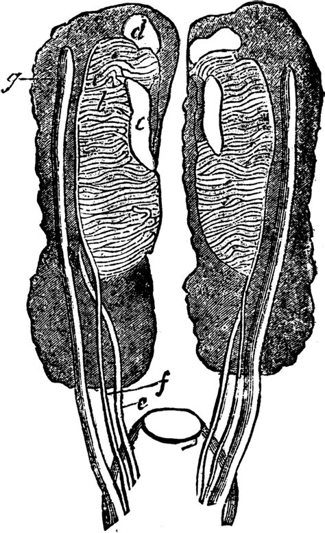 Female Uro Genital Organ Clipart Etc