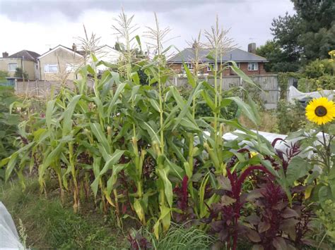 The Easiest Way To Grow Sweetcorn In The Uk Growing Guides