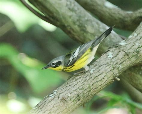 Magnolia Warbler Setophaga Magnolia Lafitte S Cove Robert Becker