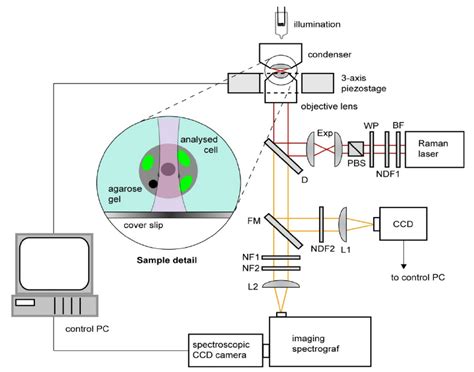 Schematic Diagram Of The Experimental Setup For Raman Download Scientific Diagram