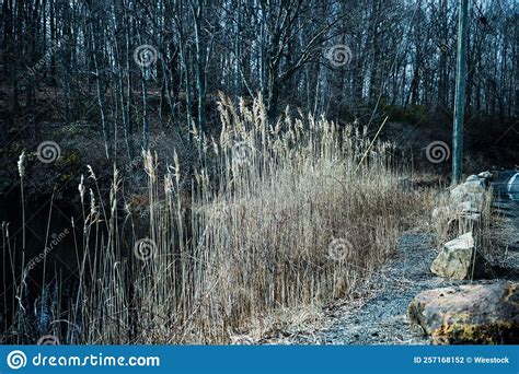 Lago Forestal Con Plantas Congeladas Alrededor Foto De Archivo Imagen