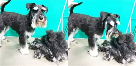 Miniature Schnauzer Trimming - PetTime