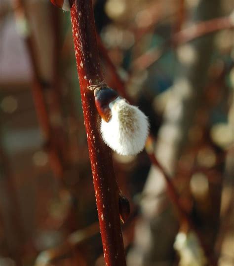 Salix Caprea Pendula Weeping Pussy Willow From Prides Corner Farms