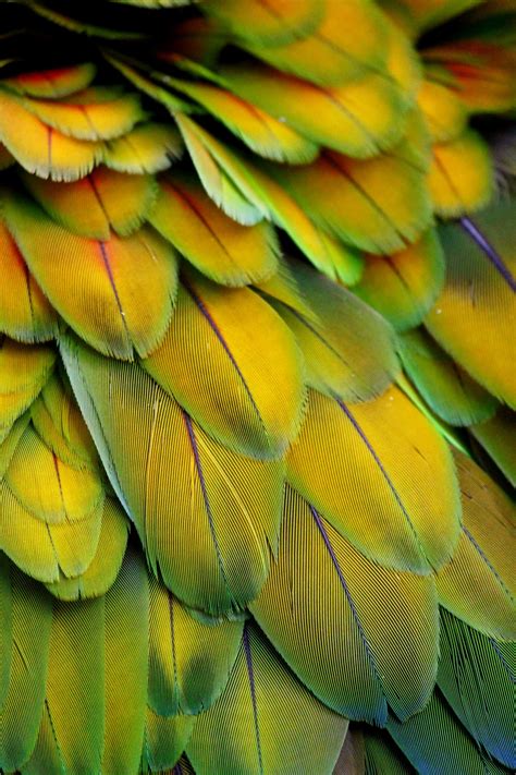 Macaw feathers | Macaw feathers, Beautiful birds, Beautiful images