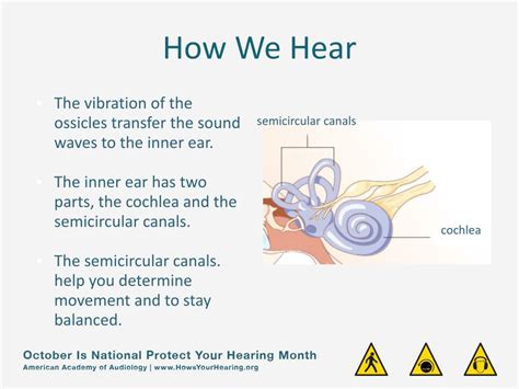 Ppt Hearing Is One Of The Five Human Senses Hearing S Ight Smell