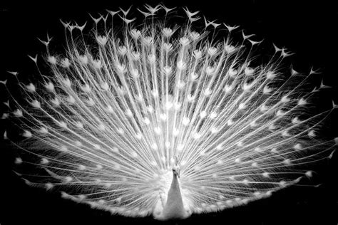 White Peacocks: Facts, Behavior, and Images | Albino peacock, White ...