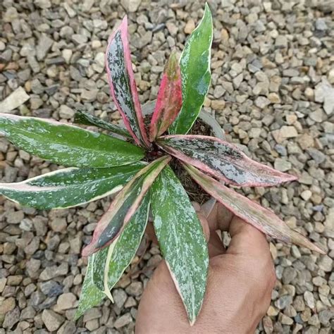 Rare Hoya Pubicalyx Pink Silver Albomarginata Splash For Sale