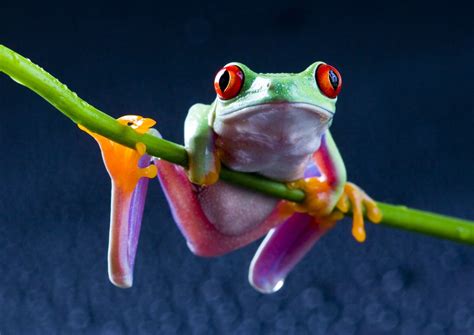 Animal Red Eyed Tree Frog Hd Wallpaper