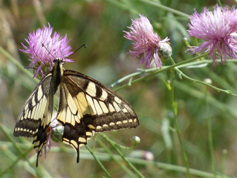 Macaon Papilio Machaon Ratu Foto Gratis Di Pixabay Pixabay