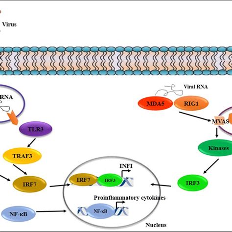 Innate Immune Response To Rna Viruses Innate Immune Response Is