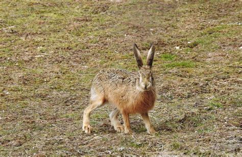 Brown Hare Close Up with Eye Contact Stock Photo - Image of portrait ...