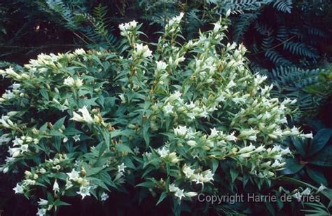 Gentiana Asclepiadea Alba Tuin Bloemplanten Planten