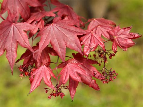 Acer Palmatum Aceraceae