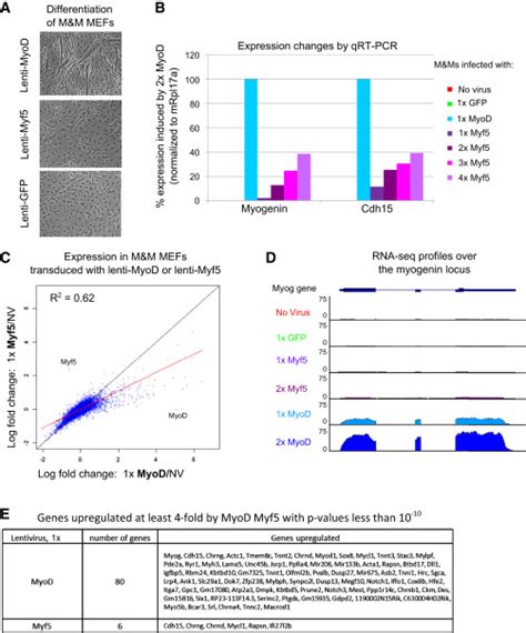 Distinct Activities Of Myf5 And MyoD Indicate Separate Roles In