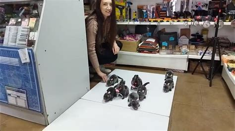 игрушка крыса. бегает пищит. - YouTube