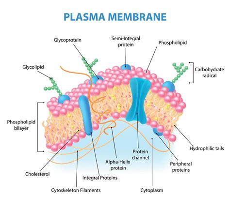 Cell Membrane Diagram Labeled