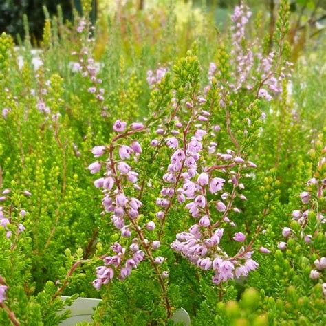 Spring Torch Heather For Sale Online The Tree Center