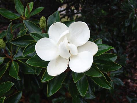 Magnolia grandiflora ‘Little Gem’ | Kiefer Nursery: Trees, Shrubs ...