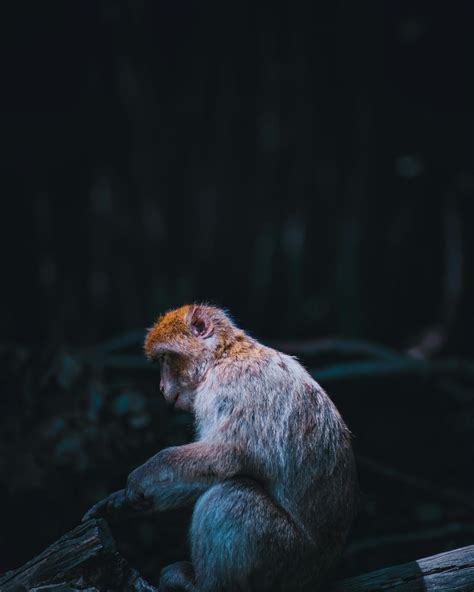 Brown Monkey on Green Tree Trunk · Free Stock Photo
