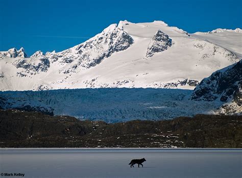 Black Wolf "Romeo" Mendenhall Lake, Juneau, Alaska – Image 2649Mark Kelley | Mark Kelley