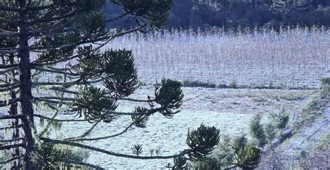 Agricultores temem perdas previsão de geada e frio histórico