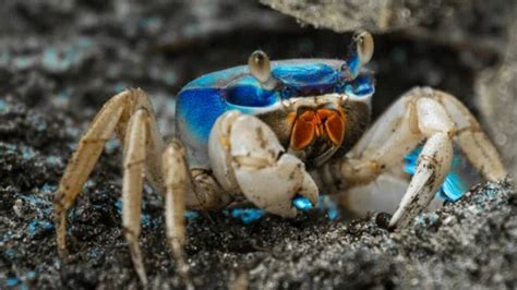 Public Urged To Report Blue Land Crab Sightings As Invasion Spreads