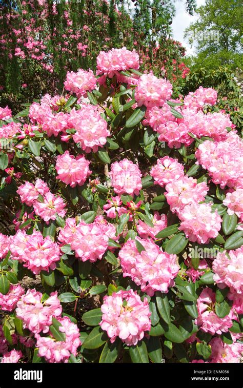 A Principios De Verano Floraci N Rododendros Y Azaleas En Langley Park