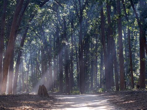 Greentours Natural History Holidays - Wild India