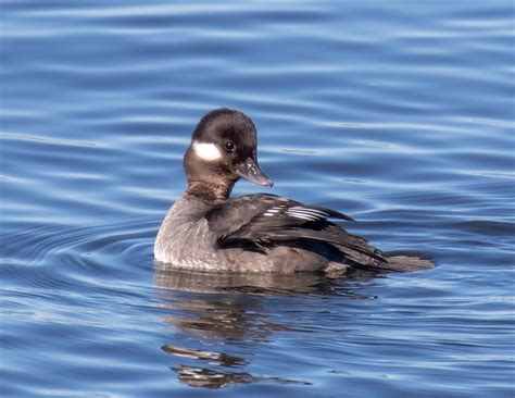 Dick S Favorites Female Buffle Head Preening Flickr