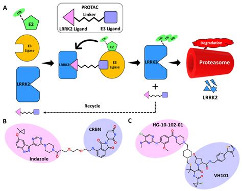 Genes Free Full Text Structural Insights And Development Of Lrrk2