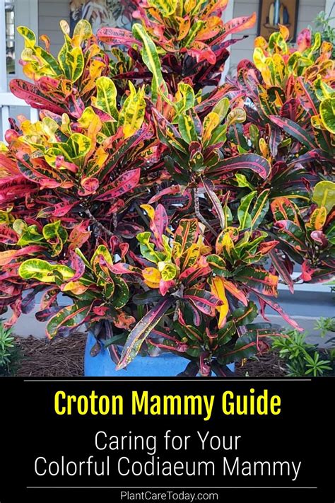 Best 12 Croton Mammy Care & Growing Guide – Artofit