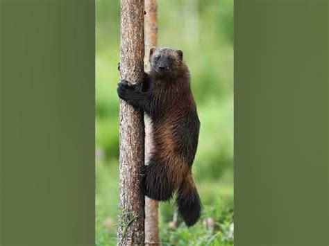 Отважная и бесстрашная обжора, бродяга с милой мордашкой🔥 Голос ...