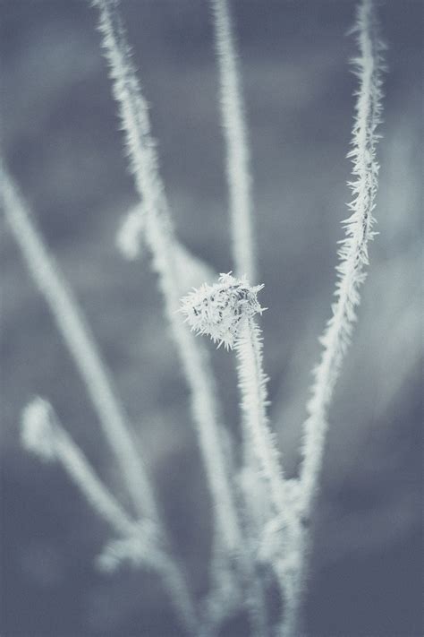 Flowers Covered By Frost Free Photo Rawpixel