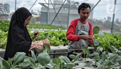 Menyulap Atap Masjid Jadi Kebun Sayur Hidroponik Dengan Sistem Smart