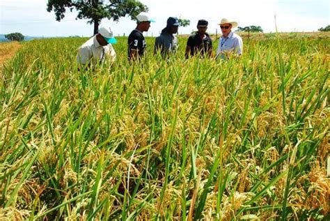 Como Chama A Cultura Do Arroz Morfologia Do Arroz Mundo Ecologia