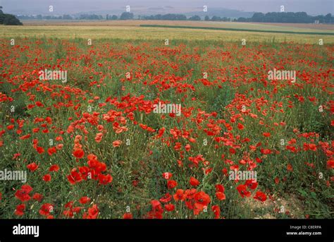 Poppy Field, near Verdun, Champagne, France, Europe, field, poppy Stock Photo - Alamy