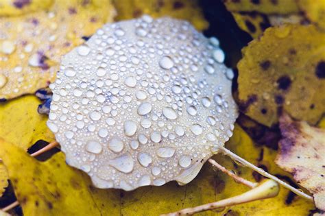 Leaf Droplets Rain - Free photo on Pixabay - Pixabay