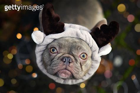 Cute Blue Festive French Bulldog Dog Dressed Up As Reindeer With Plush