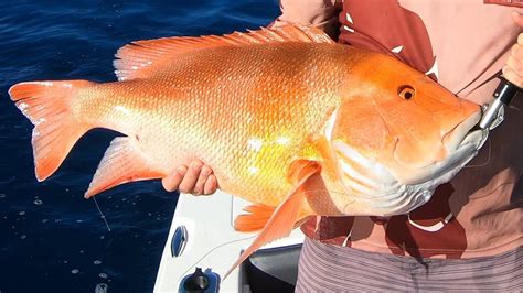 REEF FISHING ON FIRE Red Emperor Coral Trout Gold Spot Cod And