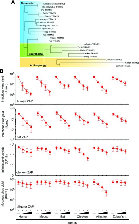 Zap Proteins From Tetrapods Have Antiviral Activity In The Presence Of