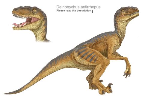 Deinonychus Pictures & Facts - The Dinosaur Database