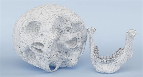 3d Model Of Skull Anatomy