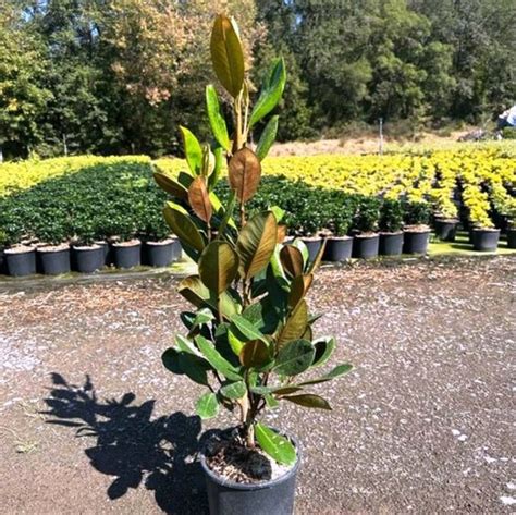 Magnolia Grandiflora Árboles de hoja perenne Arbustos ornamentales